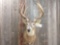 Main Frame 5x5 Shoulder Mount Whitetail