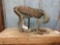 Vintage Bobcat skeleton taxidermy form