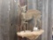 Full Body Mount African Duiker In Habitat Base Nice Clean Mount