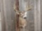 6x6 Shoulder Mount Whitetail