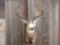 5x5 Mule Deer Shoulder Mount