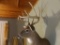 5 x 5 Whitetail Shoulder Mount