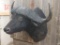 Shoulder Mount African Cape Buffalo Great Horns & Solid Bosses