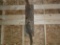 2 Big Fox Squirells On Slab Wood Hanging base