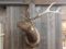 Shoulder Mount Buguling Elk 6x6 Antlers Hard Right Turn Pose