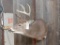 Shoulder Mount Whitetail Sneak Pose 18