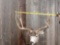 BIG 5x5 Mule Deer Shoulder Mount