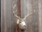 Nice 5x5 Mule Deer Shoulder Mount