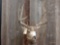 Nice 5x5 Mule Deer Shoulder Mount