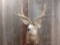 5x5 Mule Deer Shoulder Mount