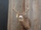 5x5 Mule Deer Shoulder Mount