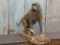 Outstanding Full Body Mount African Chacma Baboon On Habitat Base