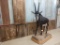 Full Body Mount African Sable On Rolling Habitat Base Removable Horns