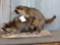 2 Full Body Mount Raccoons Playing Leapfrog