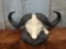 Huge Cape Buffalo Horns On Half Skull