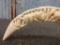 Genuine Large Warthog Tusk Hand Carved Both Sides Great Detail