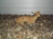 Full Body Mount Whitetail Fawn Laying Down