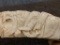 Genuine Hand Carved Warthog Tusk