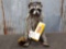 Raccoon Eating Milk Duds