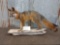 Full Body Mount Grey Fox On Driftwood