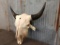 Large Herd Bull Bison Skull 27 1/2