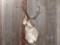 Pronghorn Antelope Shoulder Mount