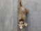 Full Body Mount Opossum Hanging By Tail