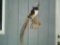 Lady Amherst Pheasant Full Body