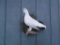 Full Body Mount Ptarmigan