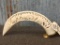 Huge Genuine Hand Carved Hippopotamus Tusk Great Detail 3D Carved