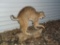 Full Body Mount Bobcat On Driftwood Base