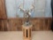 Big 6x5 Whitetail Pedestal Mount