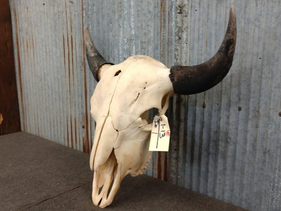 Large Herd Bull Bison Skull 26" Horn Spread tip to tip