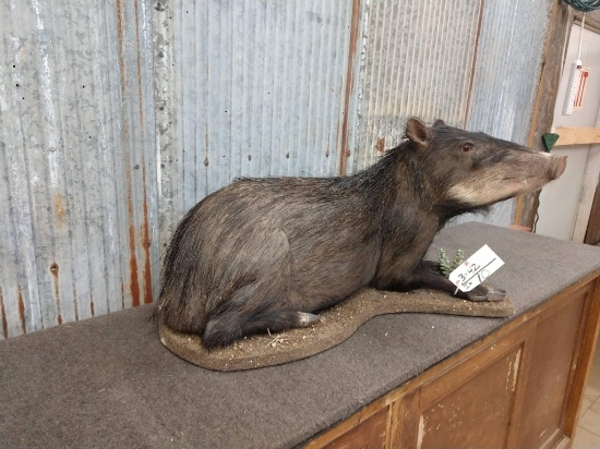 Full Body Mount South American White Lipped Peccary Hard To Find Piece