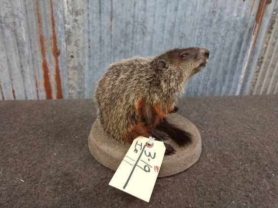 Brand New Mount Ground Hog Sitting Pose overall Dimensions 9" wide x 9" tall