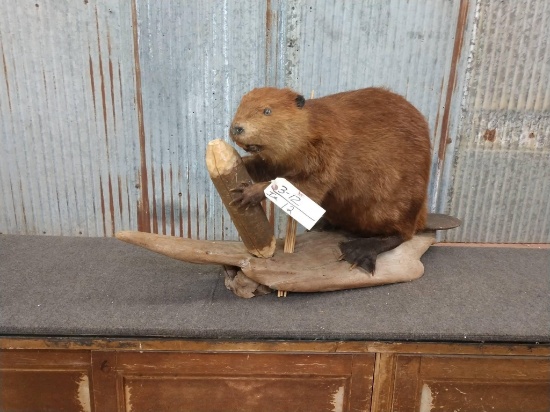 Full Body Mount Beaver Chewing On A Log Great Fur