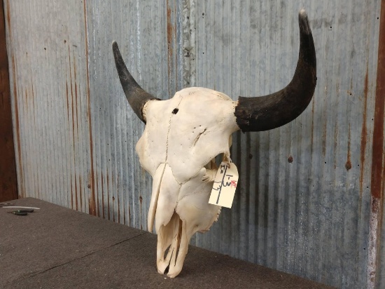 Large Herd Bull Bison Skull 27" Horn Spread Tip To Tip