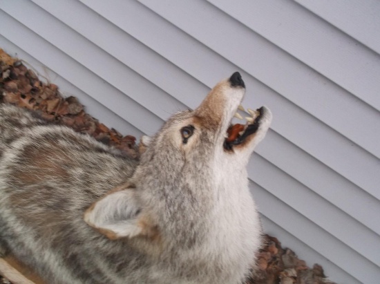 Cool Full Body Mount Coyote Howling