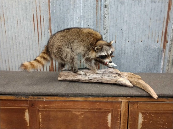 Full Body Mount Raccoon On Driftwood Base