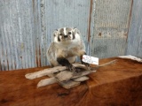Full body mount badger on driftwood