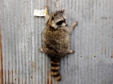 Full Body Mount Wall Hanging Raccoon