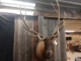 Shoulder Mount elk