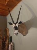 African Gemsbok Shoulder Mount