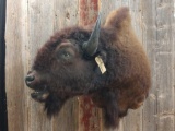 Shoulder Mount Buffalo or bison