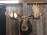 Shoulder Mount Alaskan moose