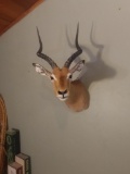 African Impala Shoulder Mount