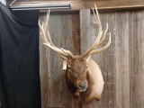 6 x 8 elk shoulder-mount