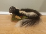 Full Body Mount Skunk Laying Down On Habitat Base