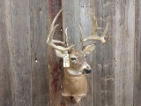 4x4 Whitetail Shoulder Mount