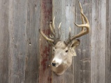 Freak Whitetail Shoulder Mount